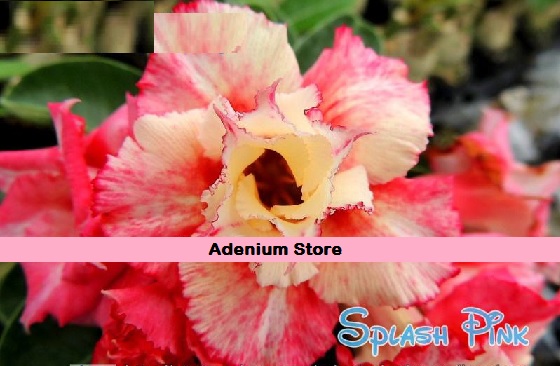(image for) New Adenium \'Splash Pink\' 5 Seeds
